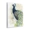 Stupell Industries Modern Style Peacock Portrait Wall Plaque By Grace Popp